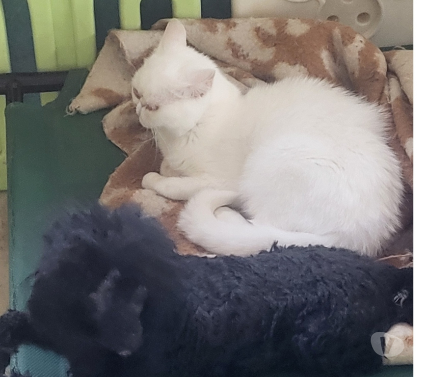 Vente Vienne Luchapt - 86430 - Photos Vivastreet Chatte exotic shorthair blanche