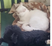 Chatte exotic shorthair blanche