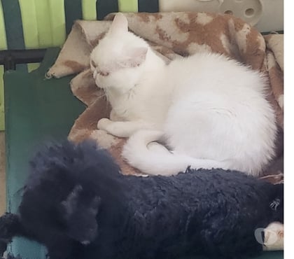 Vente animaux Luchapt Vienne - Photos Vivastreet Chatte exotic shorthair blanche