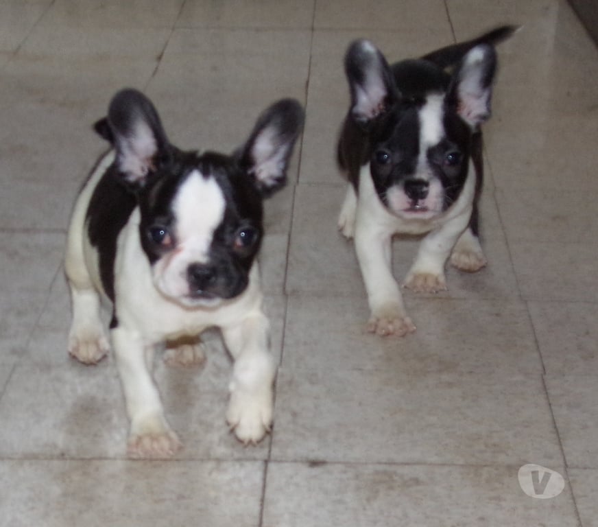 Vente Nord Denain - 59220 - Photos Vivastreet bouledogue français