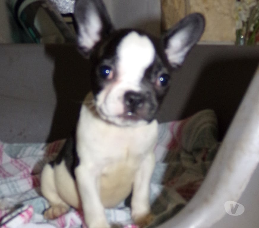 Vente Nord Denain - 59220 - Photos Vivastreet bouledogue français