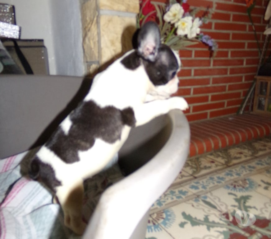 Vente Nord Denain - 59220 - Photos Vivastreet bouledogue français