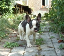 bouledogue français