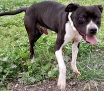 VICTORIO, chien croisé border collie 8 ans non lof