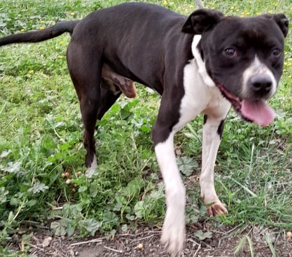Don animaux Nimes Nimes - Photos Vivastreet VICTORIO, chien croisé border collie 8 ans non lof