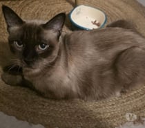 ABEILLE, chatte type siamoise 8 ans non lof