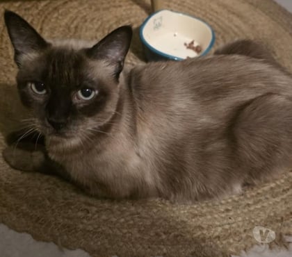 Don animaux Montpellier Montpellier - Photos Vivastreet ABEILLE, chatte type siamoise 8 ans non lof