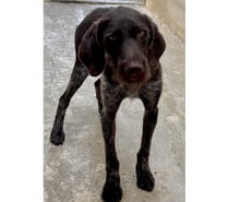 AMTAO, chien type griffon khortal 1 an non lof