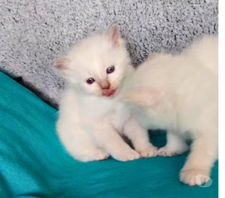 Vente Loire-Atlantique Guerande - 44350 - Photos Vivastreet chatons sacré de birmanie LOOF