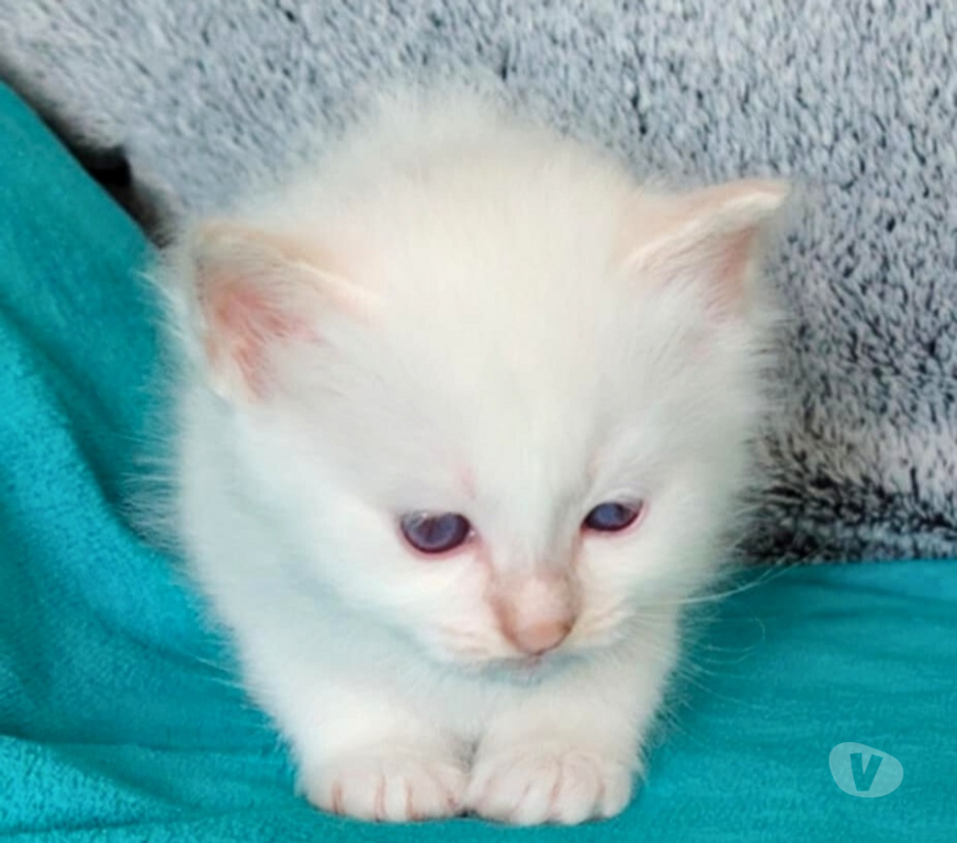 Vente Loire-Atlantique Guerande - 44350 - Photos Vivastreet chatons sacré de birmanie LOOF