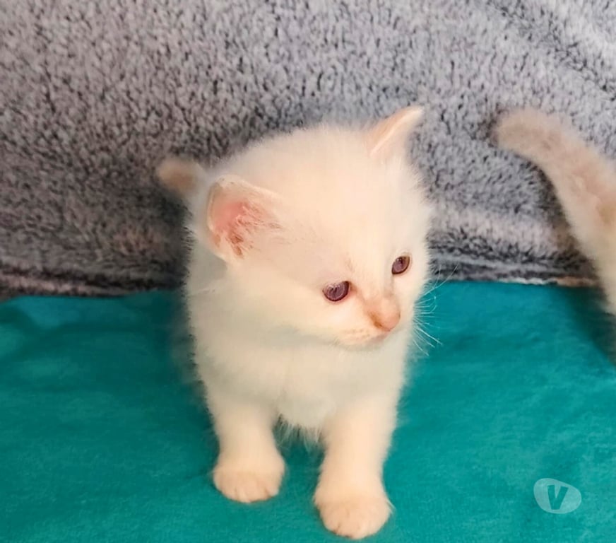 Vente Loire-Atlantique Guerande - 44350 - Photos Vivastreet chatons sacré de birmanie LOOF