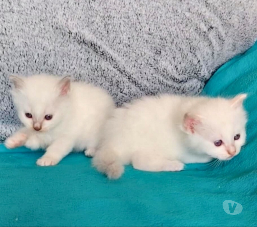 Vente Loire-Atlantique Guerande - 44350 - Photos Vivastreet chatons sacré de birmanie LOOF