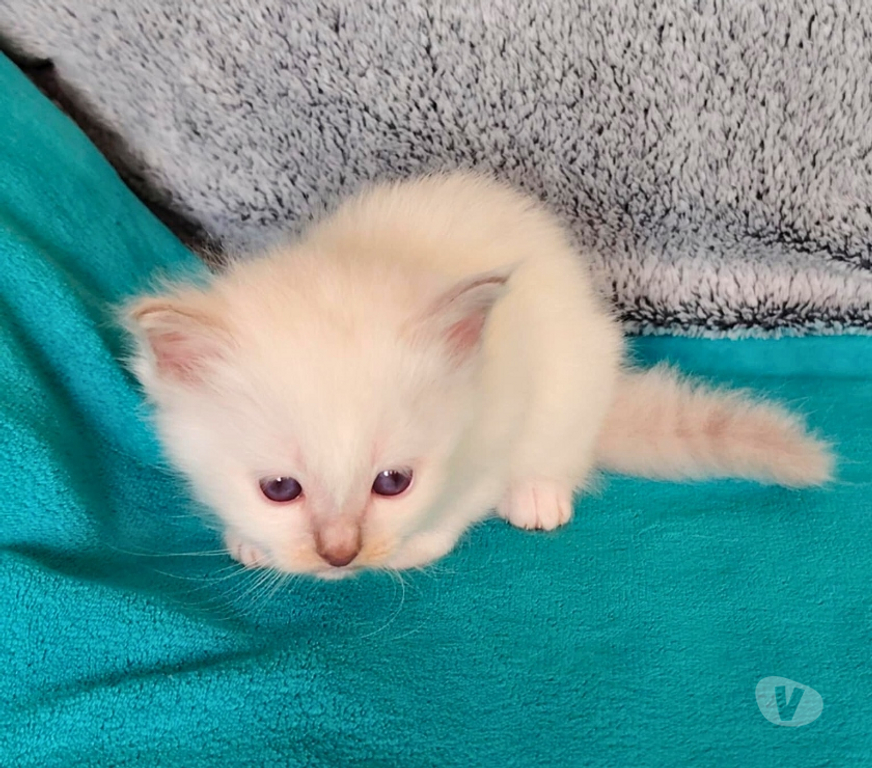 Vente Loire-Atlantique Guerande - 44350 - Photos Vivastreet chatons sacré de birmanie LOOF