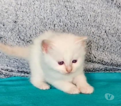 Vente Guerande Loire-Atlantique - Photos Vivastreet chatons sacré de birmanie LOOF