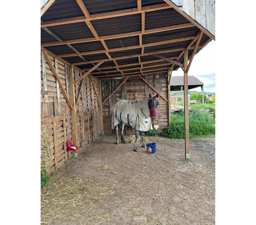 Services, accessoires animaux Nord Lille - Photos Vivastreet Prairie à louer