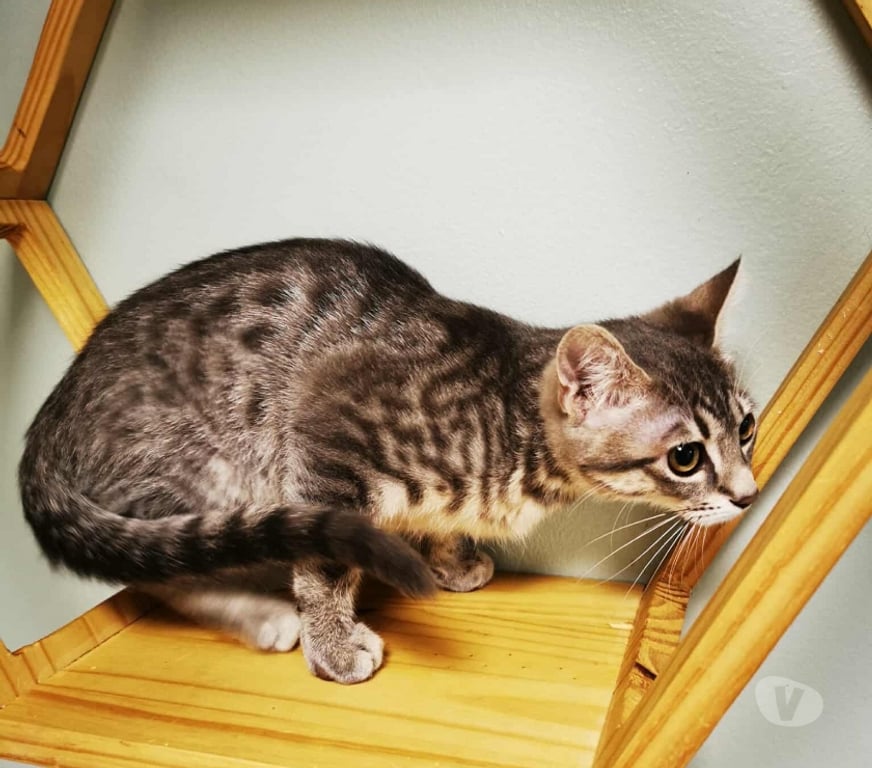 Vente Vendée Bois de Cene - 85710 - Photos Vivastreet Angel chat femelle