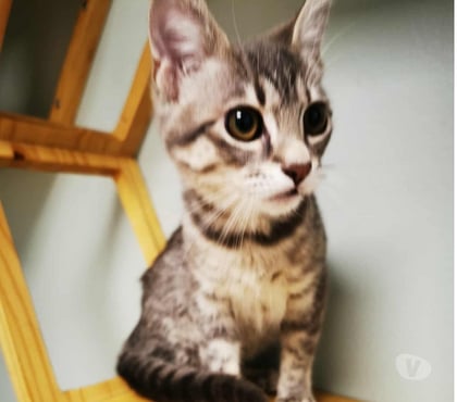 Vente animaux Bois de Cene Vendée - Photos Vivastreet Angel chat femelle