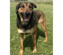 NIKITA, chienne type berger, 2 ans non lof