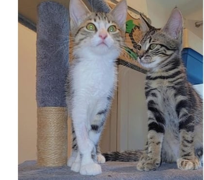 Adoption animaux Beziers Hérault - Photos Vivastreet ALBINE, chatonne tigrée, 3 mois type européenne non lof