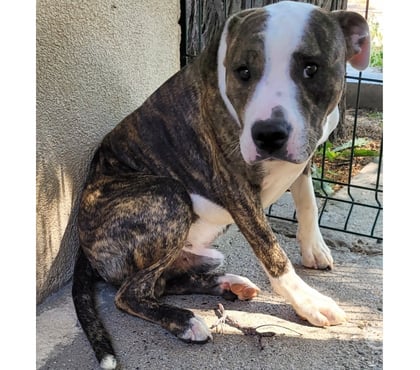 Don Beziers Hérault - Photos Vivastreet ALDO, chien type bouledogue 3 ans non lof
