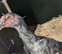 Coq O shamo noir