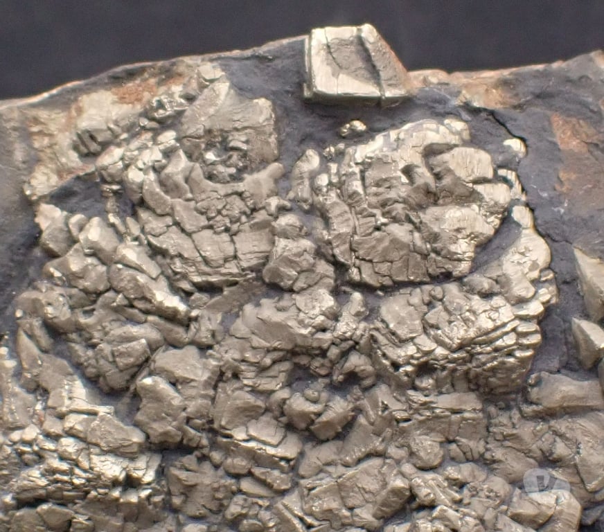 Collection Meurthe-et-Moselle Bertrichamps - 54120 - Photos Vivastreet Pyrite sur Schiste noir , Porsguen , Plougastel-Daoulas ,
