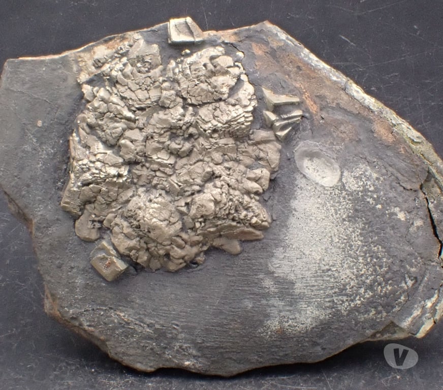 Collection Meurthe-et-Moselle Bertrichamps - 54120 - Photos Vivastreet Pyrite sur Schiste noir , Porsguen , Plougastel-Daoulas ,