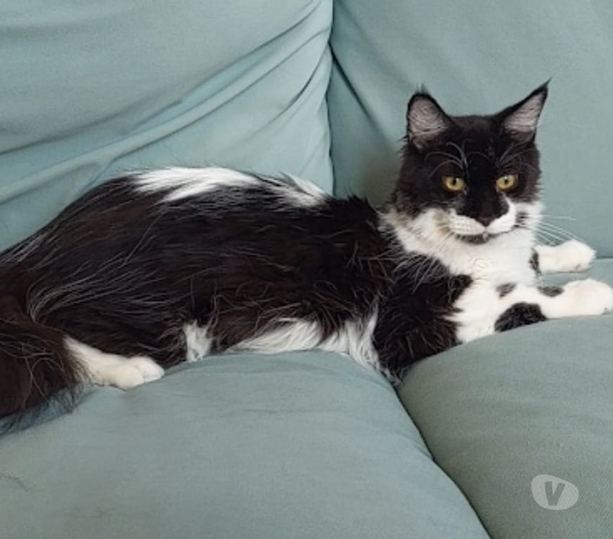 Vente Var Toulon - Photos Vivastreet Maine Coon LOOF femelle