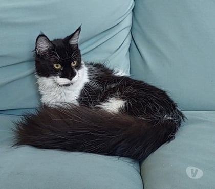 Vente animaux Toulon Toulon - Photos Vivastreet Maine Coon LOOF femelle
