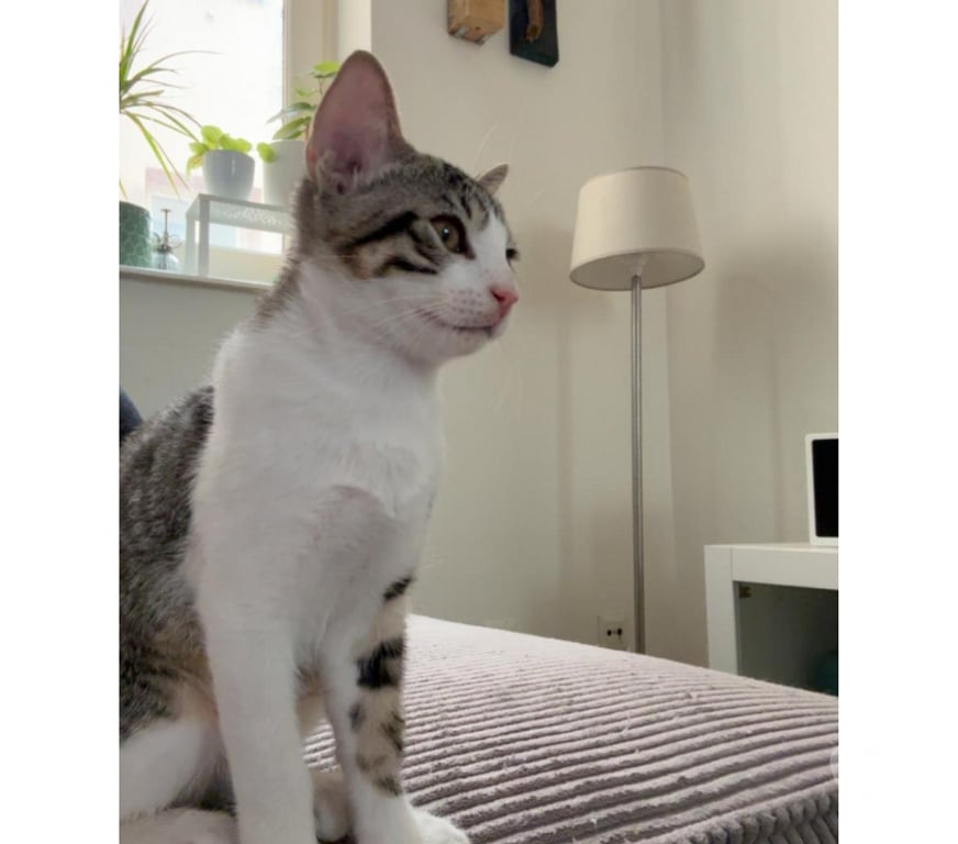 Don animaux Rhône Lyon - Photos Vivastreet ALADDIN, chaton câlin et joueur