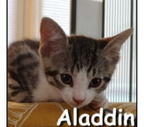 ALADDIN, chaton câlin et joueur
