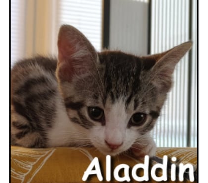 Adoption animaux Lyon Lyon - Photos Vivastreet ALADDIN, chaton câlin et joueur