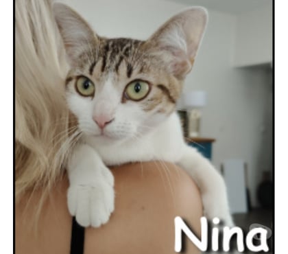 Don animaux Lyon Lyon - Photos Vivastreet NINA, minette douce