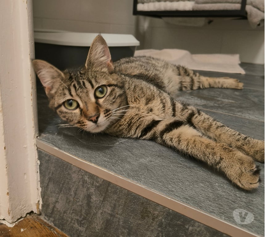 Don animaux Rhône Lyon - Photos Vivastreet TALA, minette affectueuse et joueuse