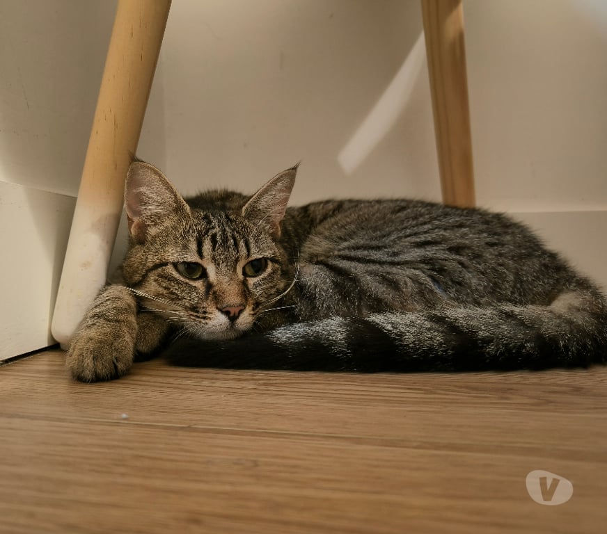 Don animaux Rhône Lyon - Photos Vivastreet TALA, minette affectueuse et joueuse