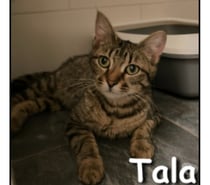 TALA, minette affectueuse et joueuse