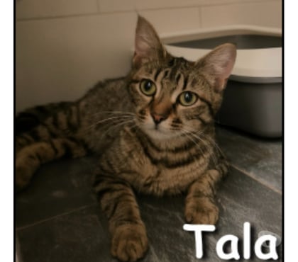 Adoption animaux Lyon Lyon - Photos Vivastreet TALA, minette affectueuse et joueuse