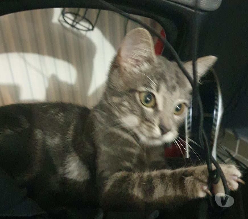 Don animaux Rhône Lyon - Photos Vivastreet ATHENA, chatonne câline et joueuse