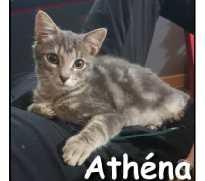 Don animaux Lyon Lyon - Photos Vivastreet ATHENA, chatonne câline et joueuse