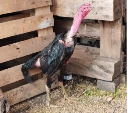 Vente animaux Reignac Charente - Photos Vivastreet Coq viete réunion