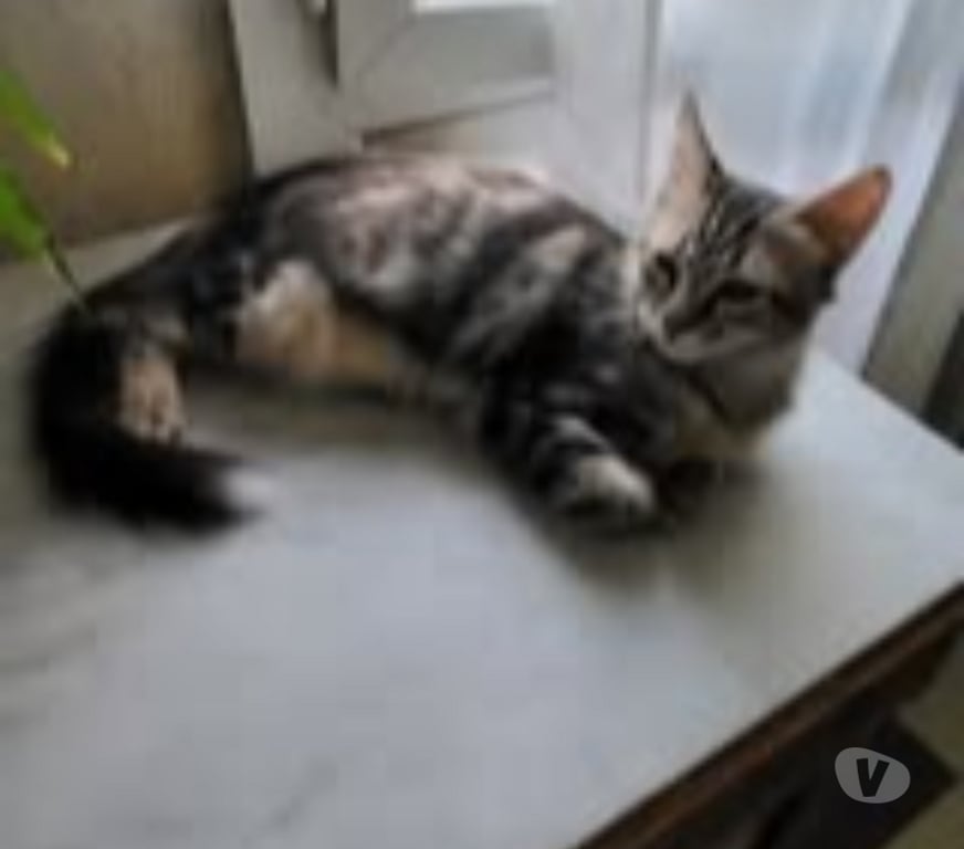 Don animaux Drôme St Paul Trois Chateaux - 26130 - Photos Vivastreet Chat MARLEY à l adoption