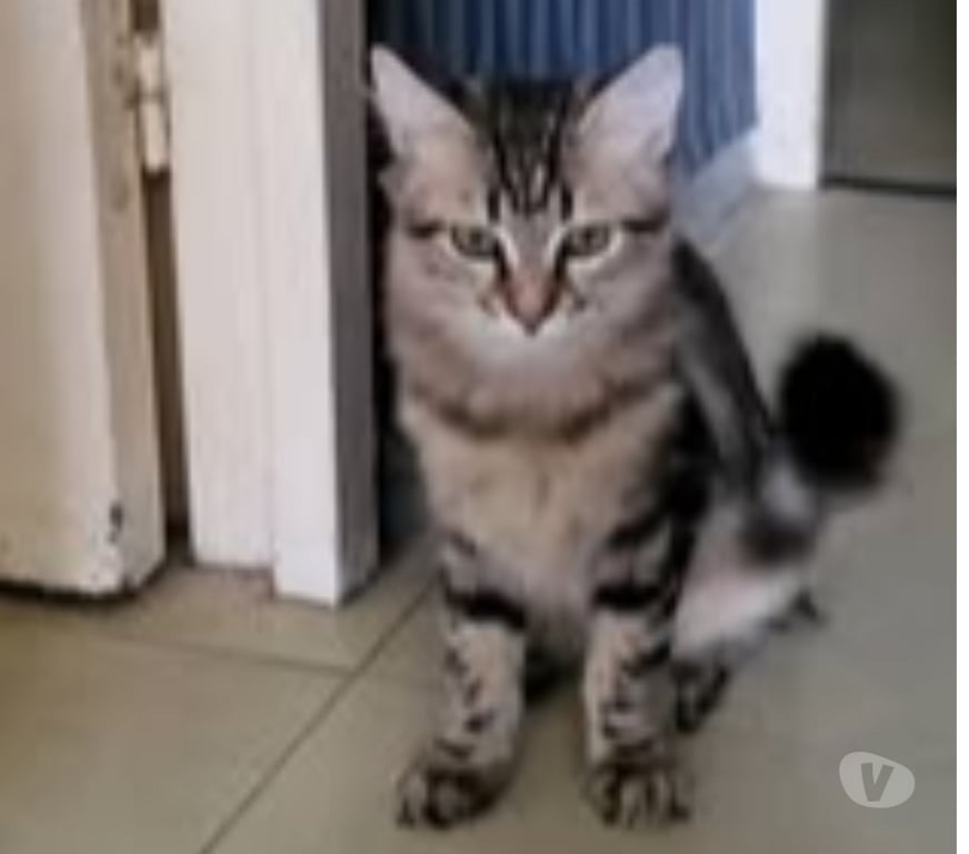 Don animaux Drôme St Paul Trois Chateaux - 26130 - Photos Vivastreet Chat MARLEY à l adoption