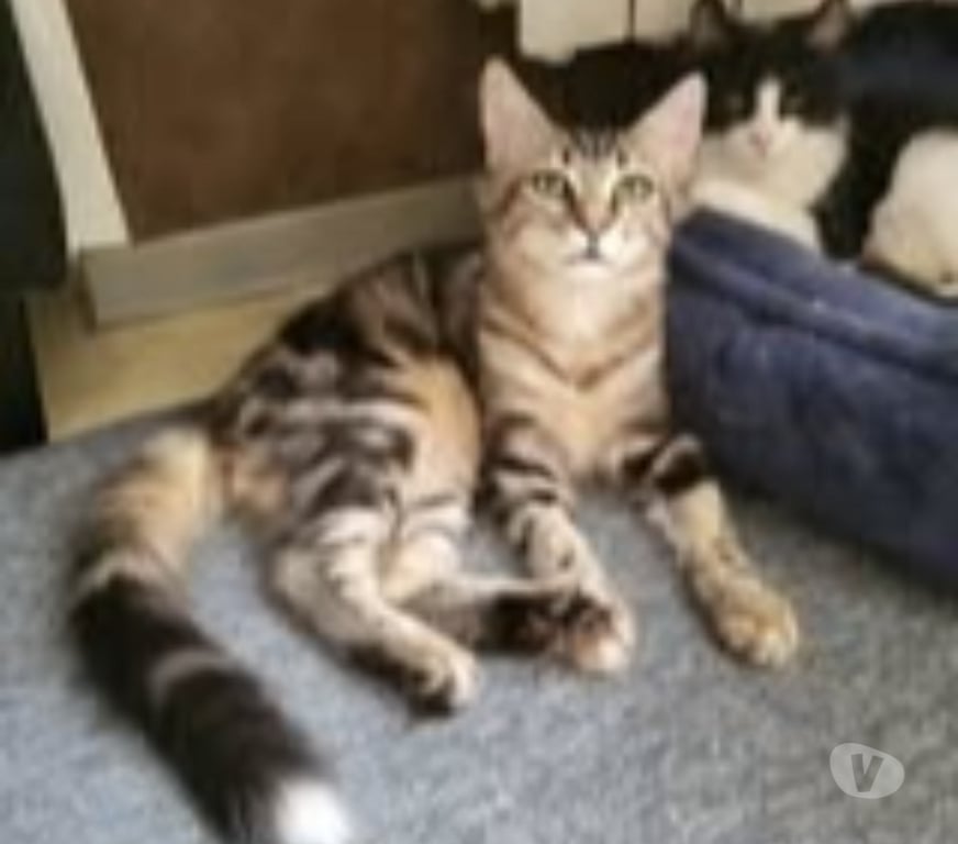 Don animaux Drôme St Paul Trois Chateaux - 26130 - Photos Vivastreet Chat MARLEY à l adoption