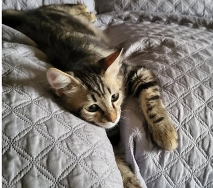 Adoption animaux St Paul Trois Chateaux Drôme - Photos Vivastreet Chat MARLEY à l adoption