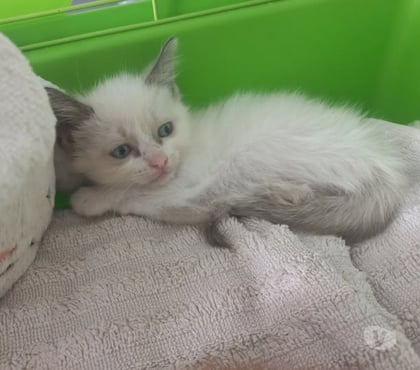 Adoption animaux Chateauneuf de Galaure Drôme - Photos Vivastreet Chat NEIGE à la réservation