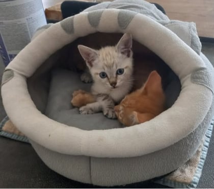 Adoption animaux Chateauneuf de Galaure Drôme - Photos Vivastreet Chat FLOCON à la réservation