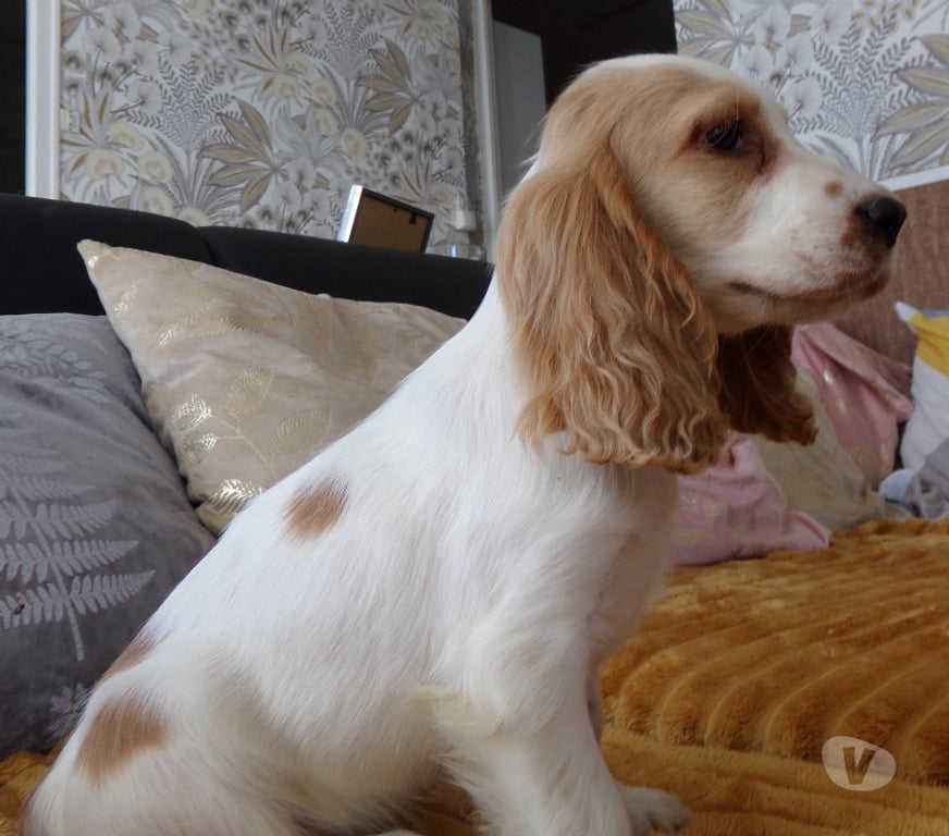 Vente Aisne Wassigny - 02630 - Photos Vivastreet COCKER ANGLAIS SPANIEL