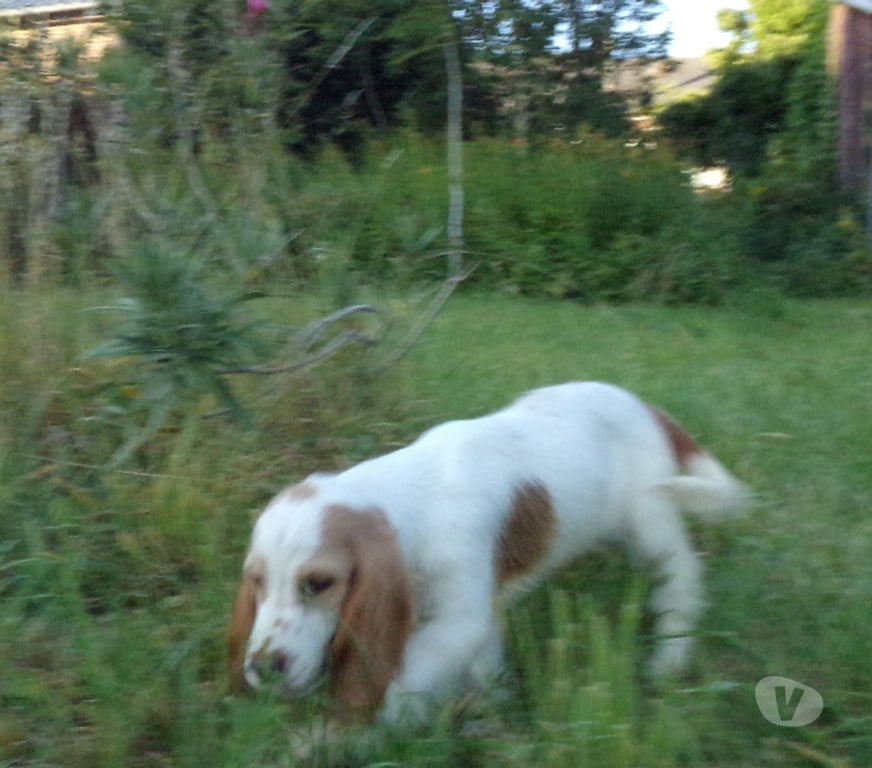 Vente Aisne Wassigny - 02630 - Photos Vivastreet COCKER ANGLAIS SPANIEL