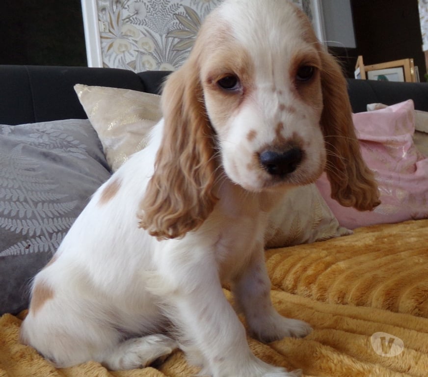 Vente Aisne Wassigny - 02630 - Photos Vivastreet COCKER ANGLAIS SPANIEL