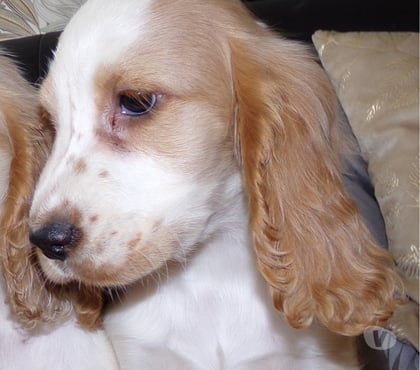 Vente animaux Wassigny Aisne - Photos Vivastreet COCKER ANGLAIS SPANIEL